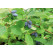 Lonicera caerulea ´Leningradský velikán´  / Zimolez kamčatský, 30-40 cm, C2