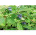 Lonicera caerulea ´Aurora´  / Zimolez kamčatský, 60-80 cm, K12