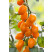 Rajče cherry ´Mirado®Orange´ (Santorange) přirozeně rezistentní, roubovaná rostlina, K12
