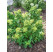 Hydrangea paniculata ´Mojito´® / Hortenzie latnatá, C3, 20-40 cm