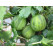 Ribes grossularia ´Mucurines®´ / Angrešt zelený rezistentní, stromek, VK, 2-3 výh.