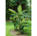 Musa basjoo BIO / Mrazuvzdorný banánovník BIO , 15-20 cm, K12