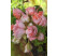Pelargonium zonale Grandeur®DECO ´Appleblossom´ / Pelargonie růžičková, bal. 3 ks, 3x K7