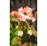 Pelargonium zonale Grandeur®DECO ´Appleblossom´ / Pelargonie růžičková, K7