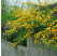 Kerria japonica ´Pleniflora´ / Zákula japonská, 20-30 cm, C2