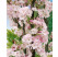 Prunus serrulata ´Amanogawa´ / Viseň pilovitá / Sakura, 200+ cm, C20