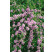 Buddleia alternifolia / Komule střídavolistá, 50-60 cm, C3
