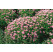 Spirea japonica Little Princess / Tavolník japonský, K9