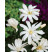 Magnolia stellata ´Waterlily´ / Šácholan hvězdovitý, 40-50 cm, C1