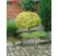 Euonymus fortun. ´Emerald Gold´ / Brslen Fortuneův, 60 cm stromek, C5