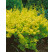 Berberis thunbergii ´Aurea´ / Dřišťál Thunbergův, C1,5