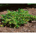 Euonymus fortunei ´Sunspot´ / Brslen Fortuneův, 12-15 cm, K9