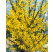 Forsythia x intermedia ´Weekend / Zlatice prostřední / Zlatý déšť nejzelenější / Zlatice, 30-40 cm, K9