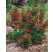 Weigela florida ´Red Prince´ / Vajgélie květnatá, 20-30 cm, C1,5