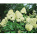 Hydrangea paniculata ´Limelight´ / Hortenzie latnatá, 40-50 cm, C3