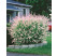 Salix integra ´Hakuro Nishiki´ / Vrba japonská, 20-30 cm, K9