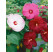Hibiscus moscheutos / Velkokvětý ibišek směs, bal. 5 s