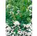 Spiraea betulifolia ´Tor´ / Tavolník břízolistý, 30-40 cm, C1,5