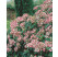 Viburnum tinus ´Eve Price´ / Kalina, 25-30 cm, K11