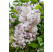 Syringa vulgaris 'Krásavica Moskvy' / Šeřík obyčejný, 100-125 cm, C15