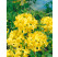 Rhododendron (AK) ´Anneke´ / Pěnišník/ Rododendron, 40-60 cm, C3
