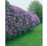 Syringa vulgaris / Šeřík obecný, 80-100 cm, C2