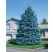 Picea pungens ´Glauca´ / Smrk pichlavý, 20-40 cm, C2