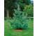 Pinus wallichiana / Borovice himalájská, 20-30 cm, K9