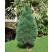 Pinus strobus ´Fastigiata´ / Borovice vejmutovka, 100-120 cm, C5