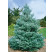 Abies koreana / Jedle korejská, 25-30 cm, C7,5