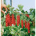 Ribes rubrum ´Rovada´ / Rybíz červený, keř, 2-3 výh., VK