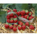 Fragaria ananassa ´Mara de bois´ / Stáleplodící jahodník, K7