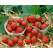 Fragaria ananassa ´Mara de bois´ / Stáleplodící jahodník, bal. 6 ks, 6xK7