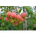 Sorbus domestica / Oskeruše, 80-100 cm, C3,5