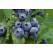Vaccinium corymb. ´Bluecrop´ / Kanadská borůvka, 40-60 cm, K17