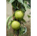 Malus domestica ´Průsvitné Letní´ / Jabloň letná, M26