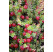 Vaccinium macrocarpon ´Pilgrim´  / Klikva, K10