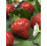 Fragaria ananassa ´Aromas´ / Stáleplodící jahodník, bal. 6 ks, 6xK7