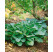 Hosta ´Big Daddy´ / Funkie / Bohyška, K14
