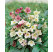 Helleborus orientalis ´New Hybrids´ / Čemeřice východní, C1,5