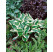 Hosta ´Patriot´ / Funkie / Bohyška fialová, C1