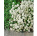 Iberis sempervirens ´Snowflake´ / Štěničník vždyzelený / Iberka, C1,5