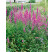 Lythrum virgatum ´Dropmore Purple´ / Kyprej prutnatý, K9