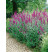 Lythrum salicaria / Kyprej obecný / Kyprej vrbice, K9