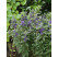 Caryopteris cland. ´Grand Blue´ / Ořechoplodec clandonský, 30-40 cm, C2