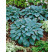 Hosta tardiana ´Halcyon´ / Bohyška / Funkie, C1