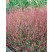 Panicum virgatum ´Shenandoah´ / Proso prutnaté, K9