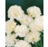 Dianthus ´Perfume Pinks® ´Memories´  / Voňavý hřebíček, K7