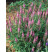 Veronica spicata ´Rosea´ / Rozrazil klasnatý, K14