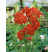 Achillea millefolium ´Summer Fruits Carmine´ / Řebříček obecný červený, K9
